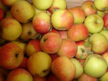 Apfel Kiste 8 Kg