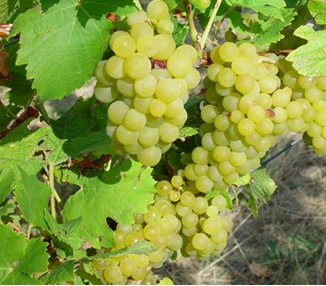 Weintrauben kernlos 500 g