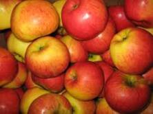 Apfel der Woche