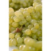Weintrauben kernlos 1000 g
